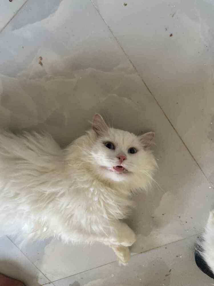 adoptable Cat in Marion, CT named Ice