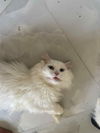 adoptable Cat in , CT named Ice