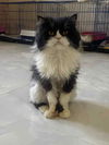 adoptable Cat in  named Oreo