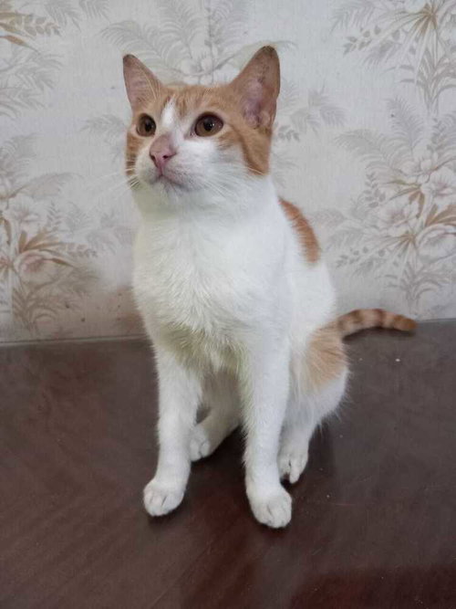 AHARON - Egyptian Mau / Bengal available for adoption