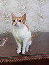 Aharon - Photo 2