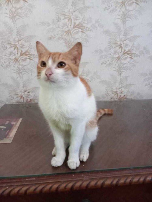 AHARON - Egyptian Mau / Bengal available for adoption