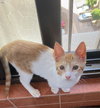 Aharon - Photo 4