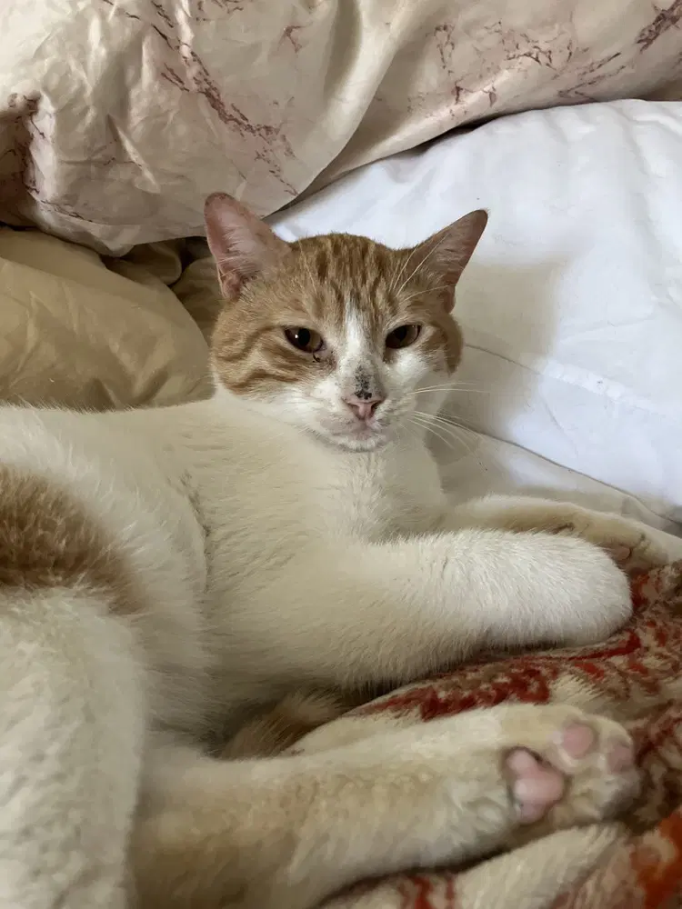 Aharon - Egyptian Mau