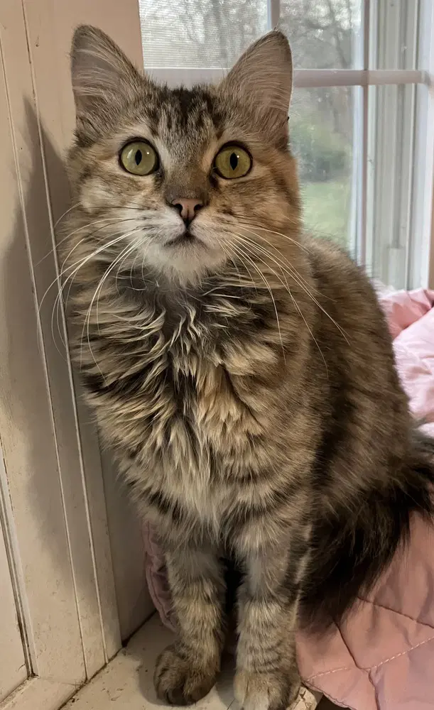 Botchy - Persian