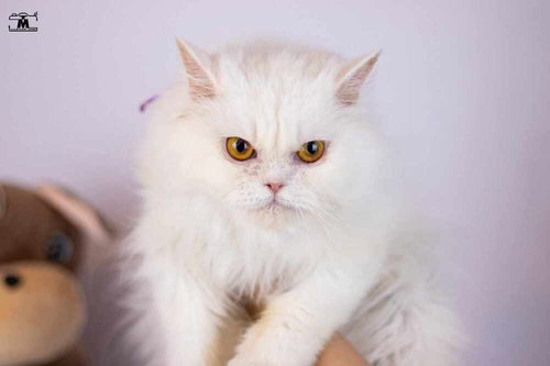 LARA - Persian available for adoption