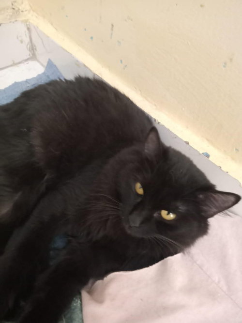 MICKEY AND MIKA - Egyptian Mau / Persian available for adoption