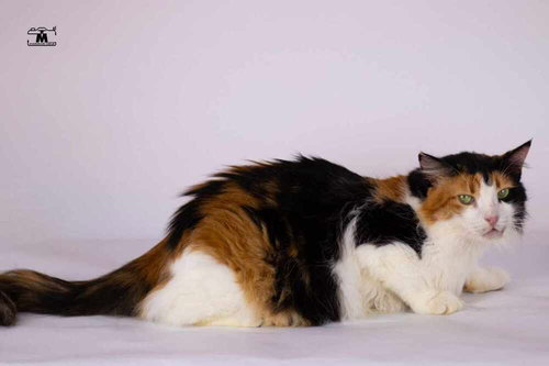 JESSEY - Egyptian Mau / Persian available for adoption