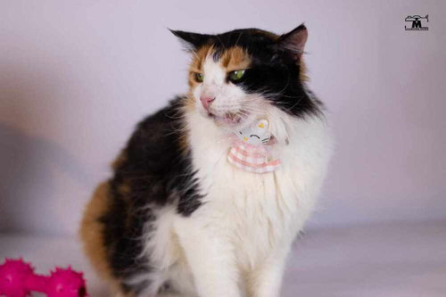JESSEY - Egyptian Mau / Persian available for adoption