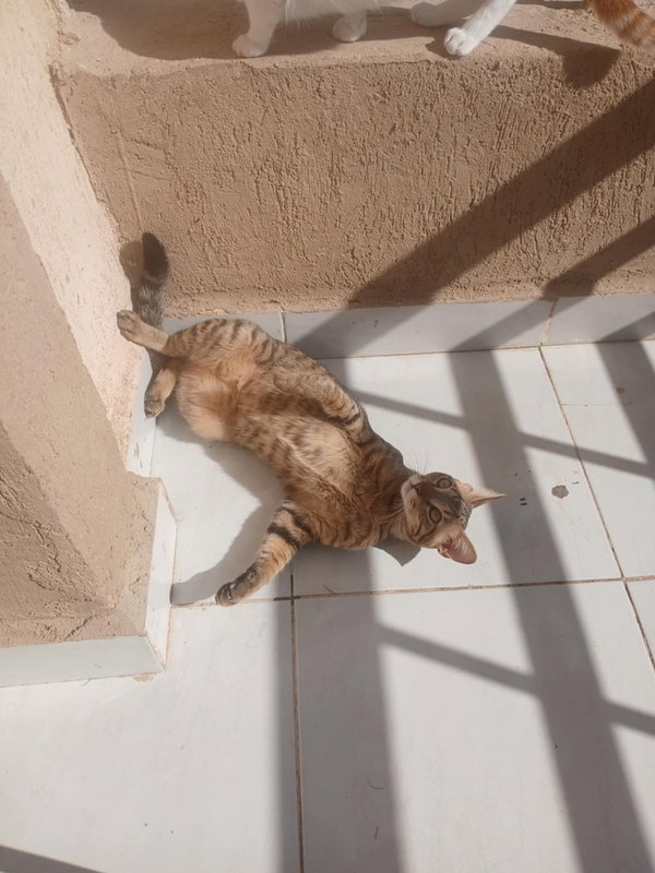 Azizi