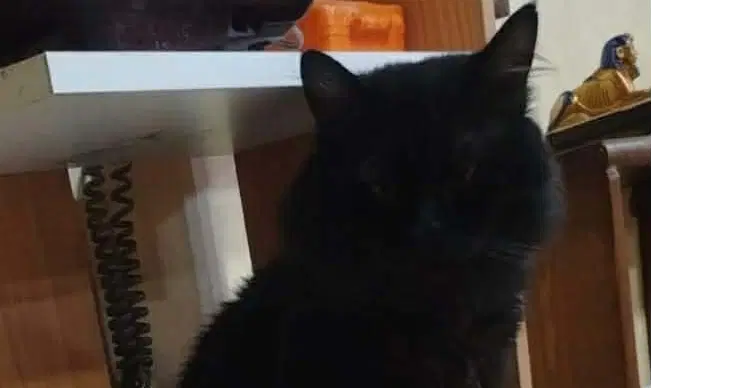Luca - Persian