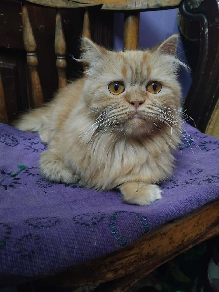 Qaqoot