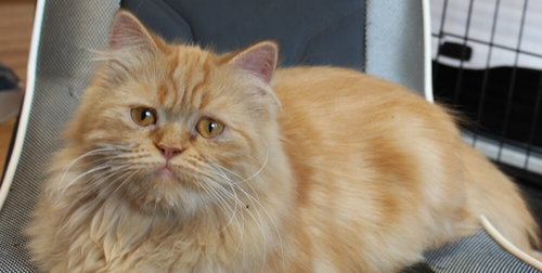 Qaqoot, an adoptable Persian in Marion, CT