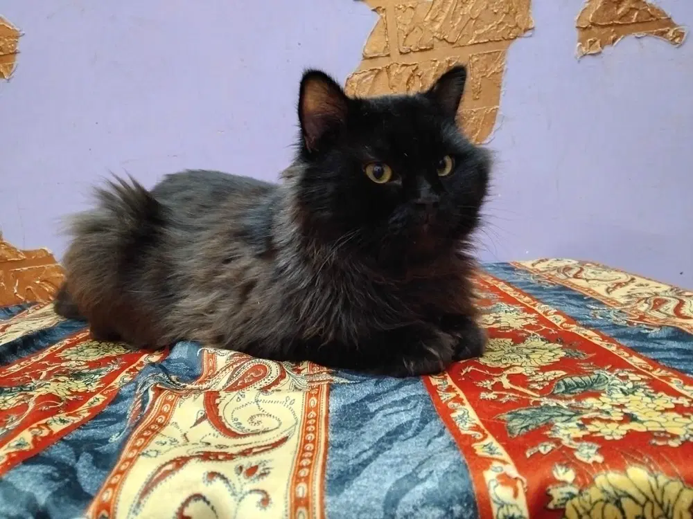 Jameel - Persian