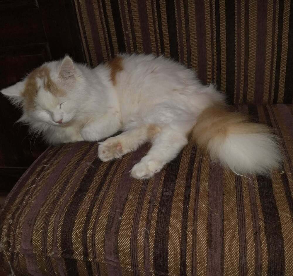 Tommy