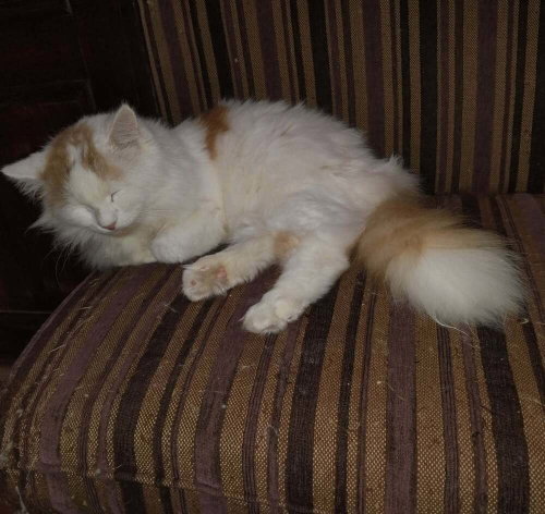 picture of the cat needing adoption