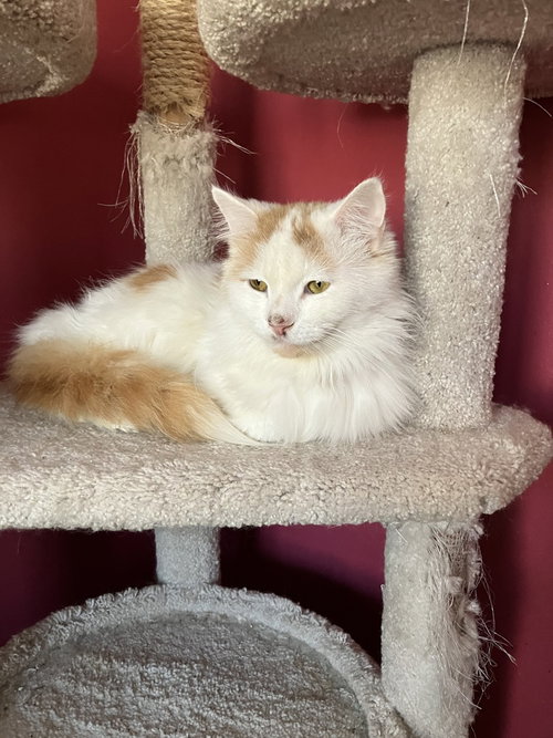 Tommy, an adoptable Turkish Van in Marion, CT