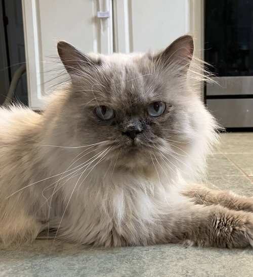 Nancy, an adoptable Himalayan in Marion, CT