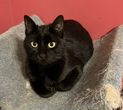 Jaguar, an adoptable Egyptian Mau in Marion, CT