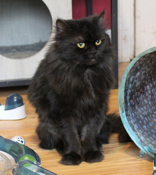 Chocolate, an adoptable Persian in Marion, CT