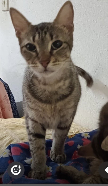 Bolbola, an adoptable Egyptian Mau in Marion, CT