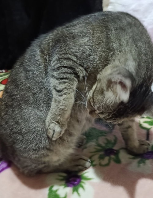 BOLBOLA - Egyptian Mau / Bengal available for adoption