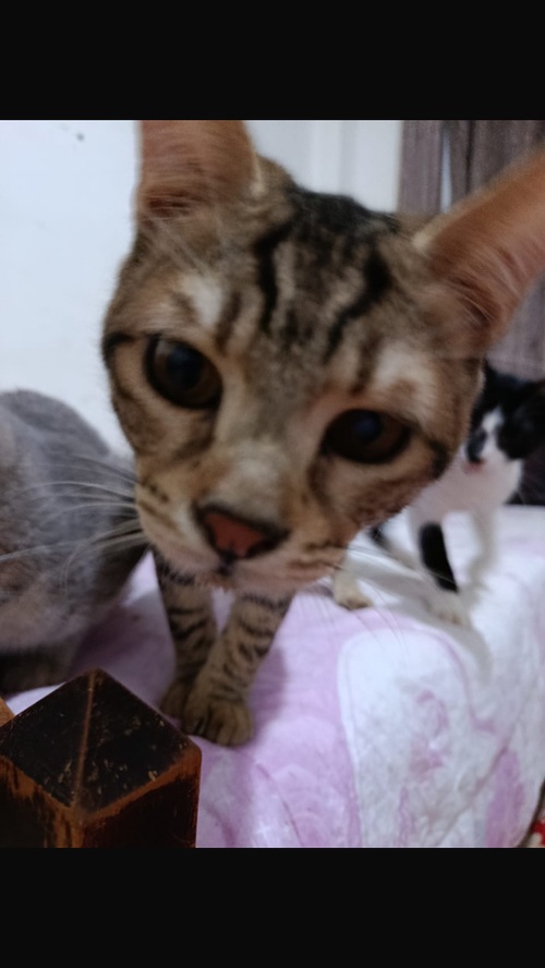 Sanfora, an adoptable Egyptian Mau in Marion, CT