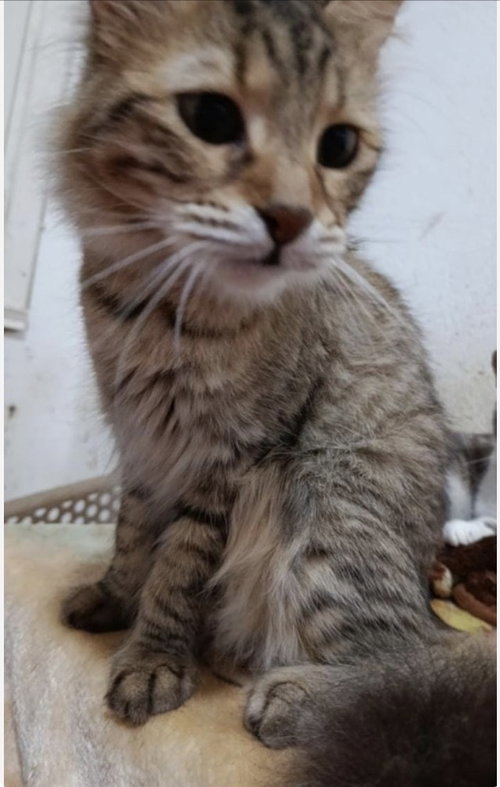 SHOSHO - Egyptian Mau / Persian available for adoption