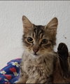 Luca - Photo 1