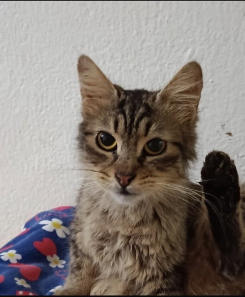Luca, an adoptable Egyptian Mau in Marion, CT