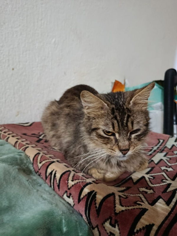 Luca