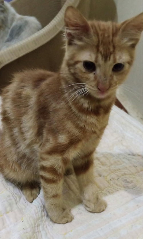 Hamsa, an adoptable Egyptian Mau in Marion, CT