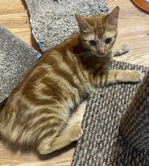 Hamsa, Young Egyptian Mau / Bengal (long coat), cat for adoption in Danbury, Connecticut