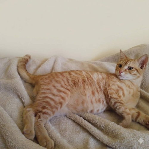 Harissa, an adoptable Egyptian Mau in Marion, CT