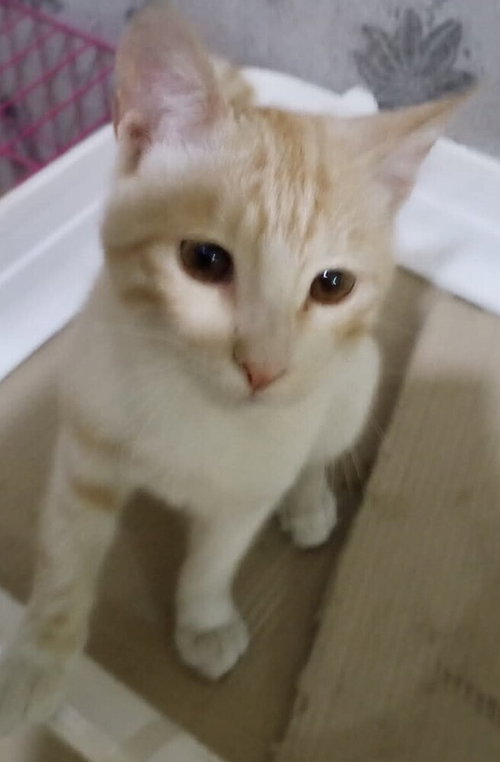 Kalala, an adoptable Egyptian Mau in Marion, CT