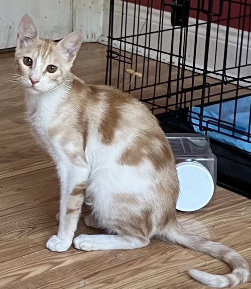 Kalala, Young Egyptian Mau / Bengal / Mixed (long coat), cat for adoption in West Haven, Connecticut