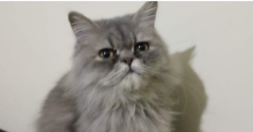 Matter, Baby Persian (long coat), cat for adoption in Norwich, Connecticut