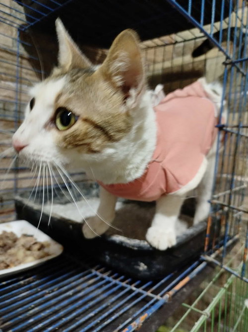 Labubu, an adoptable Egyptian Mau in Marion, CT