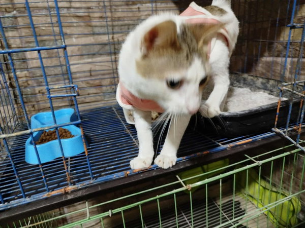 Labubu