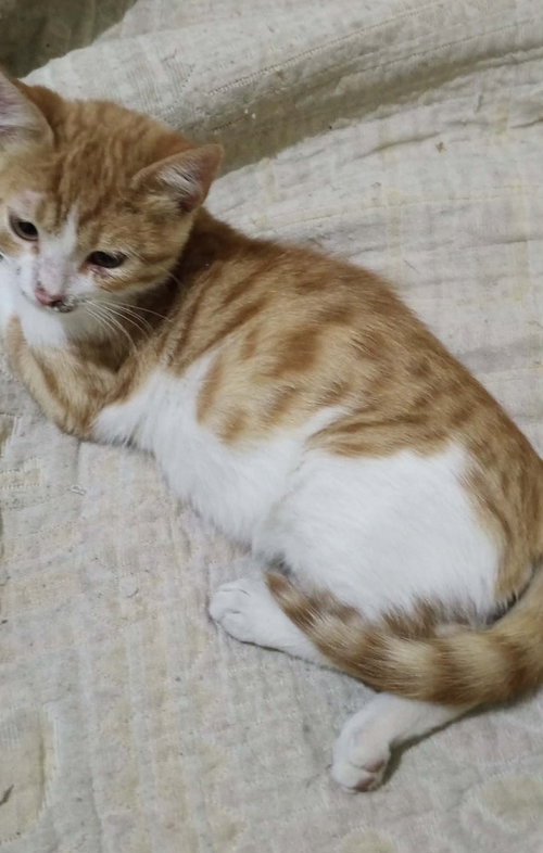 Kajou, an adoptable Egyptian Mau in Marion, CT