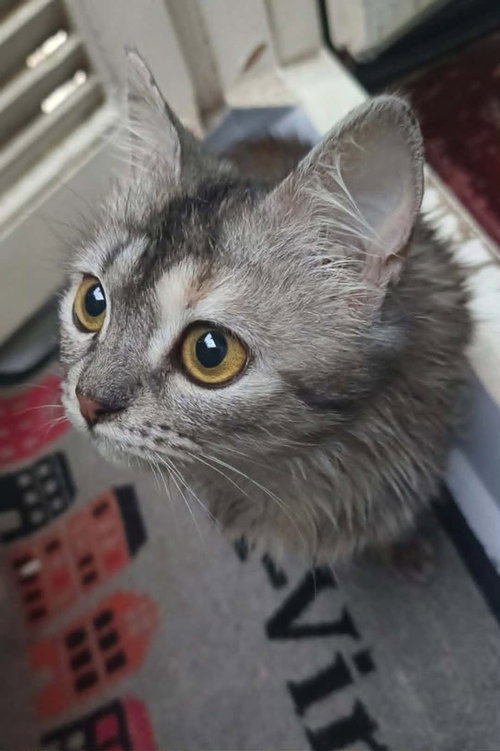 Basboosa, Baby Persian / Egyptian Mau / Mixed (long coat), cat for adoption in Norwich, Connecticut