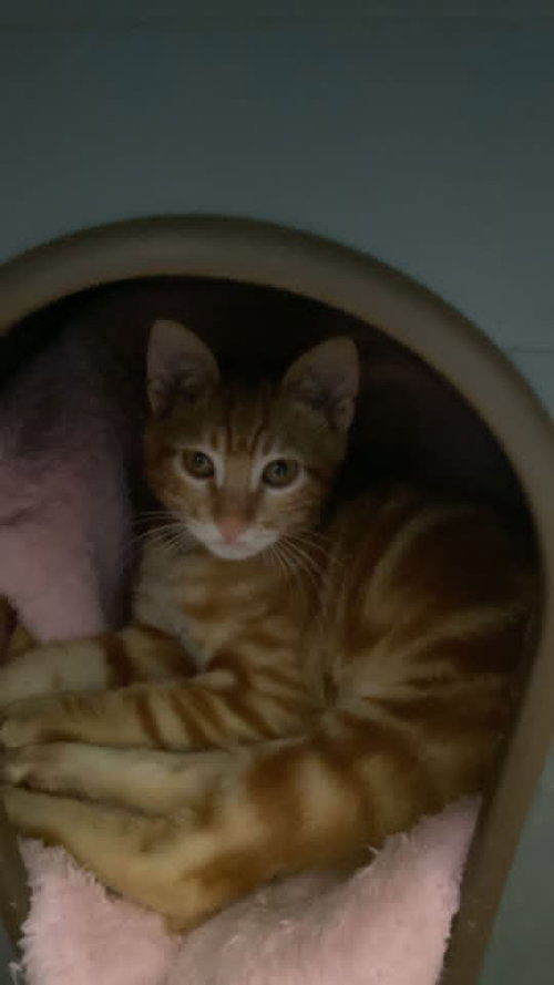 Totti, Baby Egyptian Mau (long coat), cat for adoption in Norwich, Connecticut