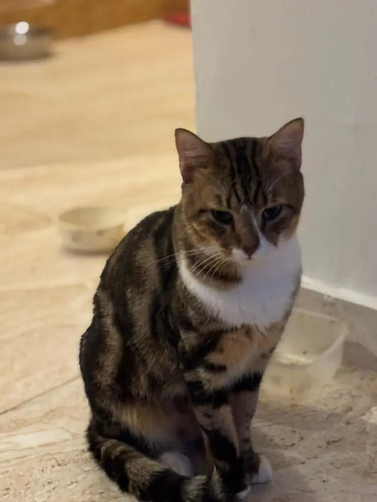 Tiger - Egyptian Mau