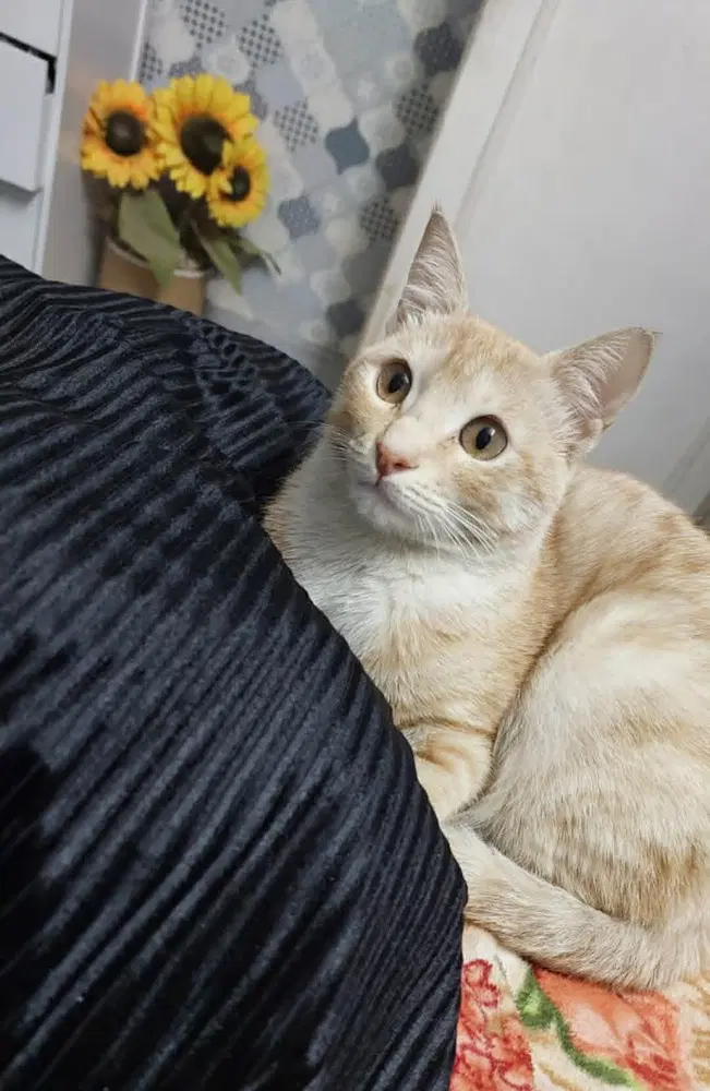 Mango image 2