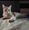 Mango - Photo 3
