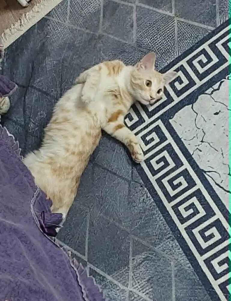 Mango image 4