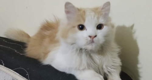 Laith, Baby Persian (long coat), cat for adoption in Norwich, Connecticut