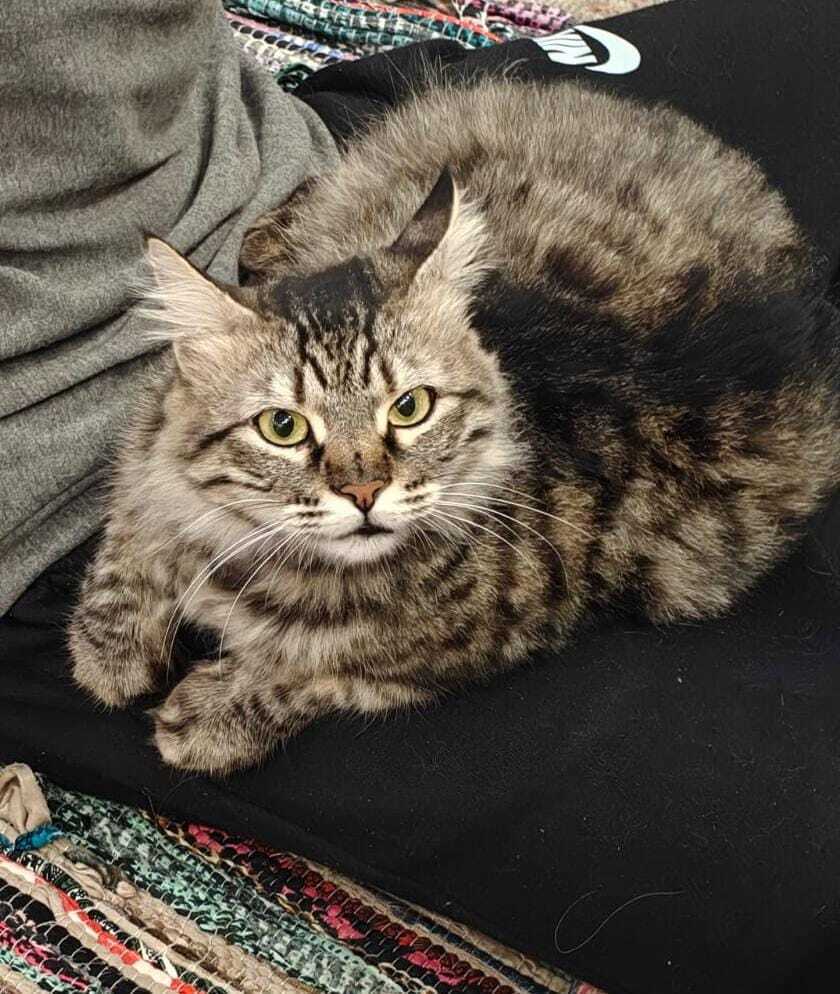 Lili - Persian