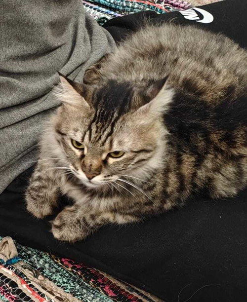 LILI - Persian available for adoption