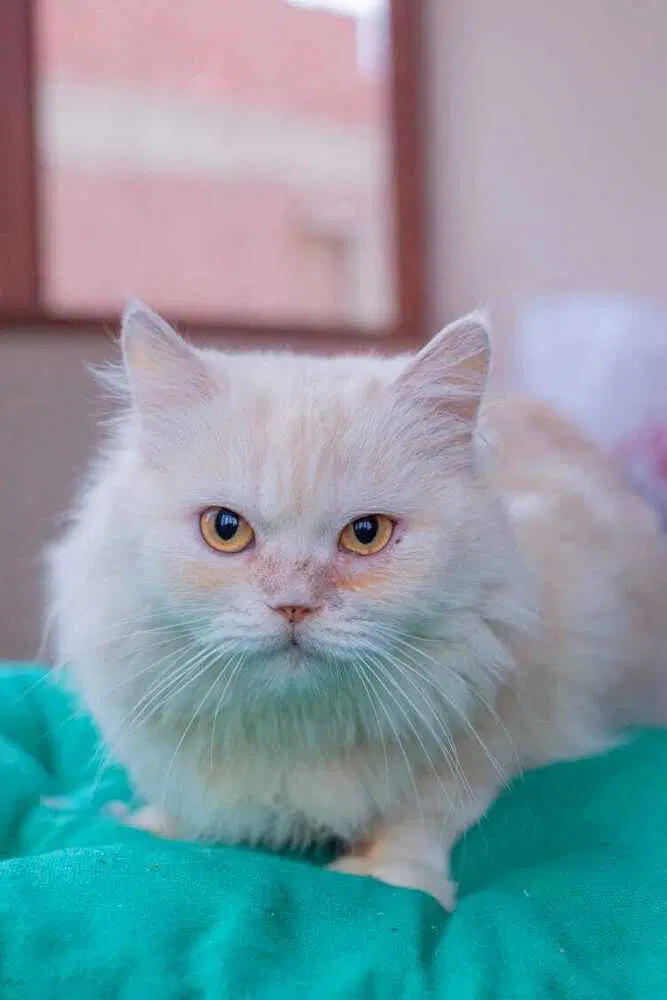 Vanilla - Persian